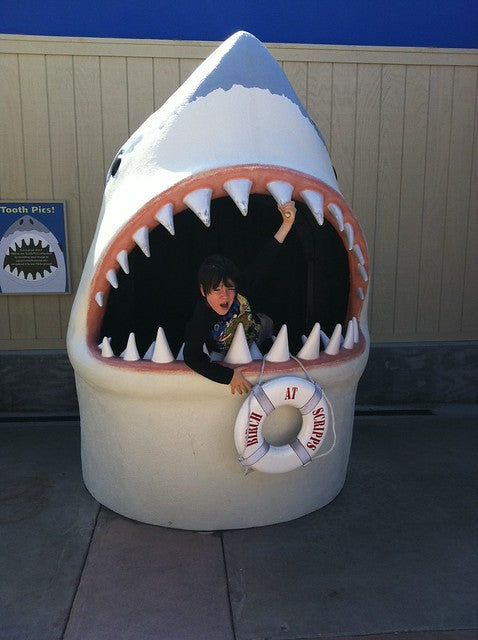 there's something about sharky