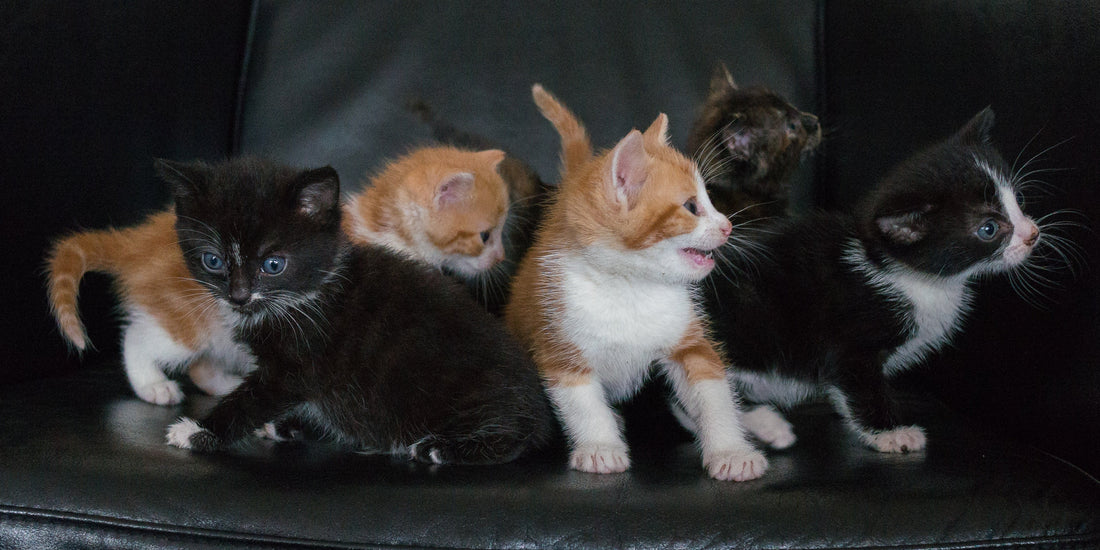 Kitty, Kitty, Kitty...