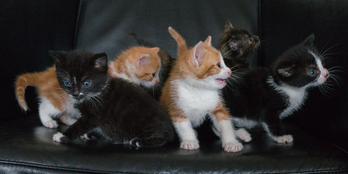 Kitty, Kitty, Kitty...
