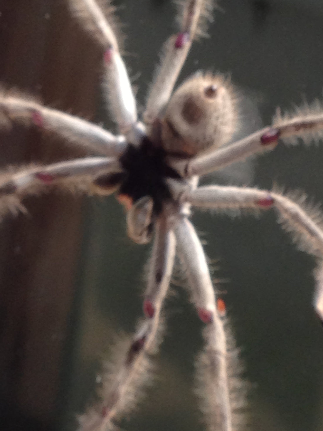 Huntsman Spider.