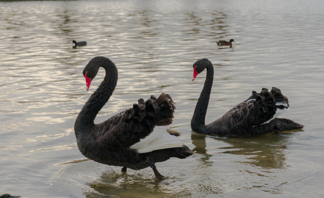 Black Swans - And nothing to do with the rubbish movie!